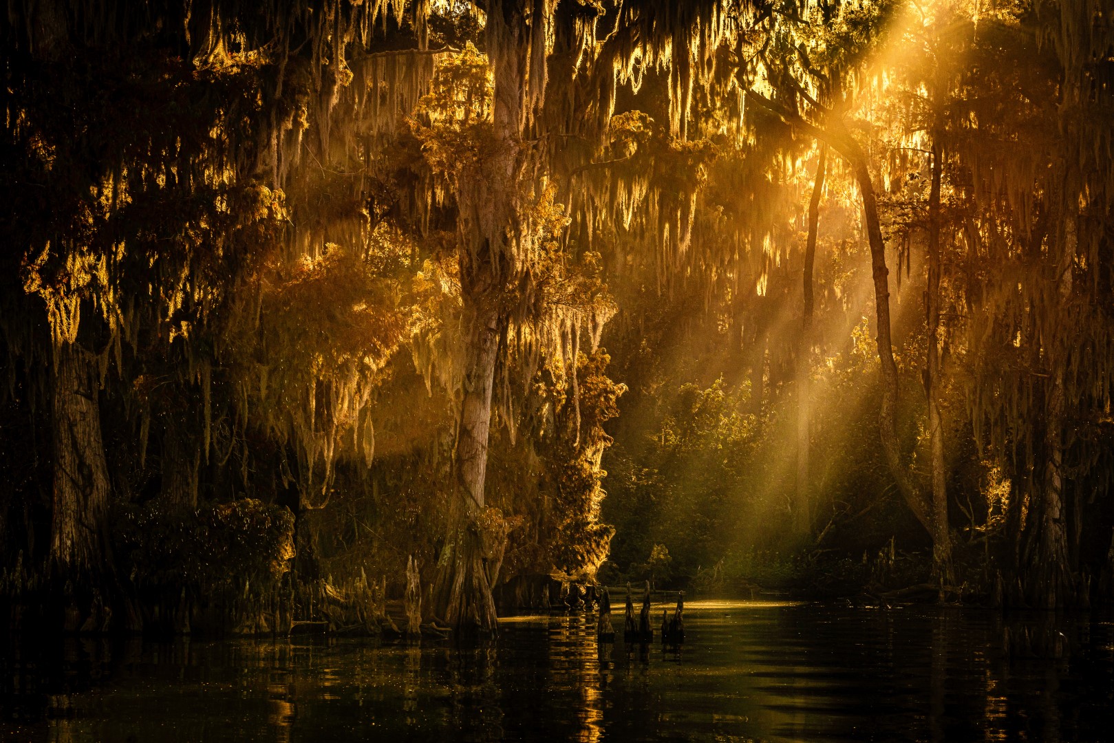 Golden light through cypress trees