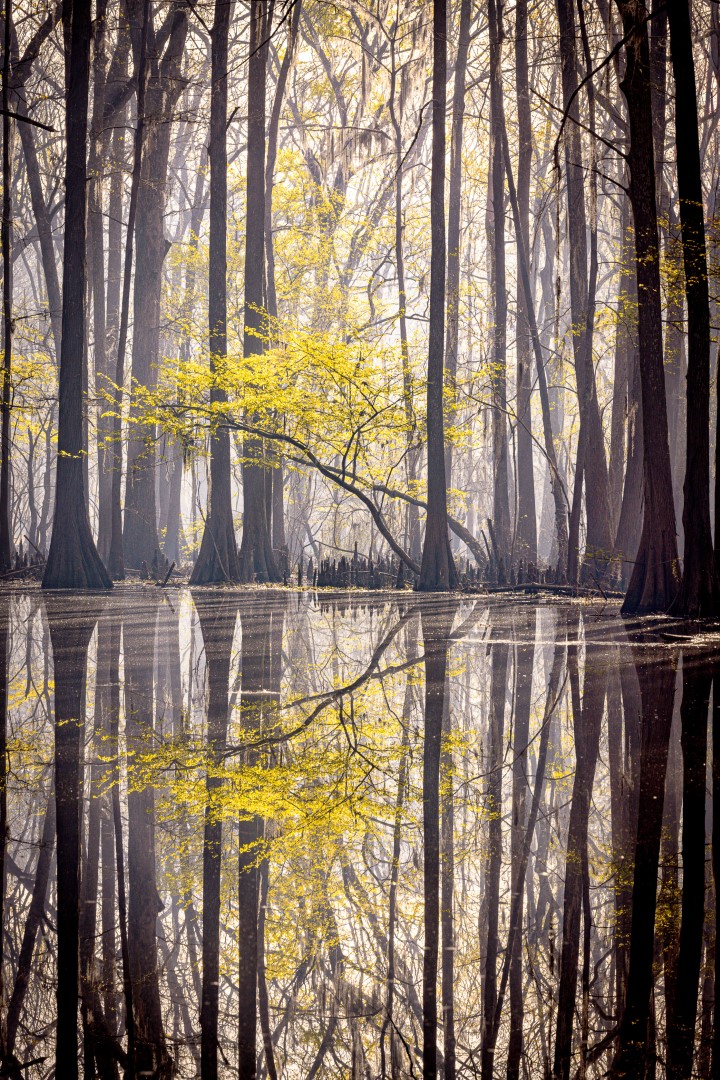Spring light moving through Louisiana cypress trees