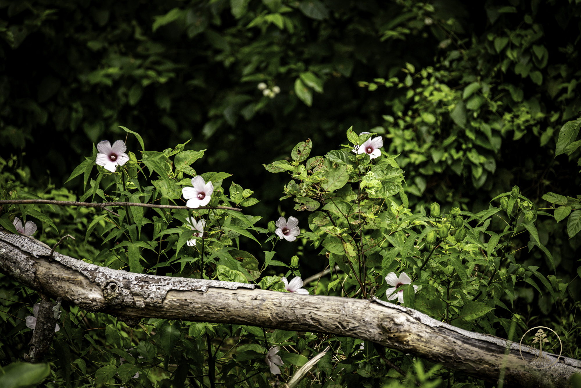 Open Gallery 00118