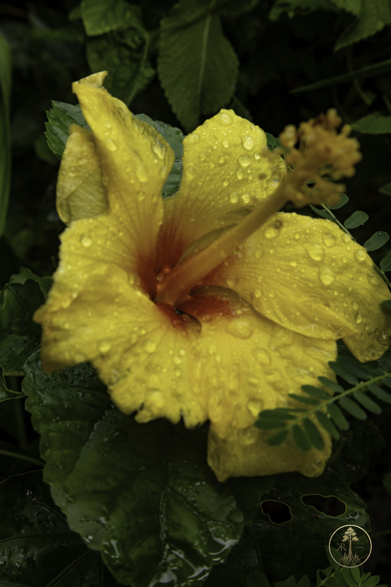 Open Gallery 00142